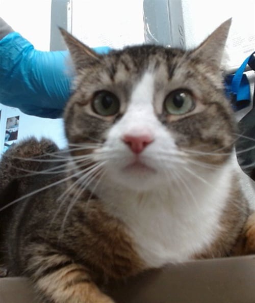MINERVA - Domestic Short Hair available for adoption