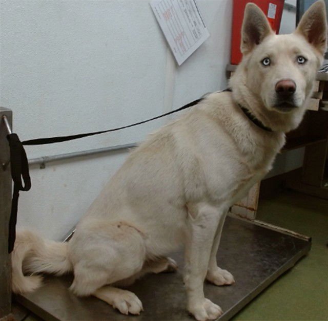 MED WAIVER ARLINGTON - Siberian Husky available for adoption