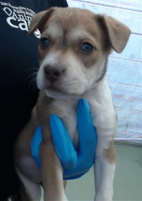 GHIRADELLI - Pit Bull Terrier available for adoption