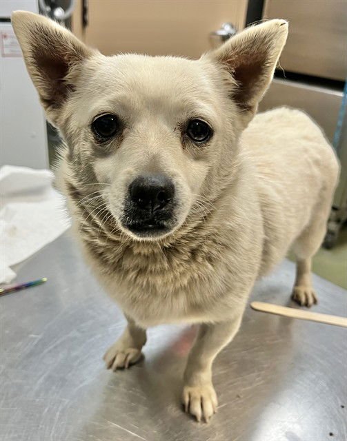 SNOWBALL - Chihuahua available for adoption