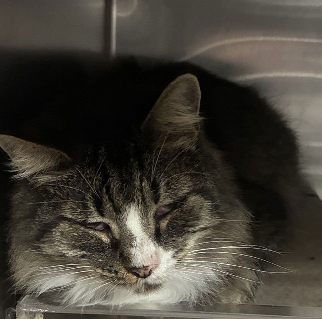 MED WAIVER GENE - Domestic Long Hair available for adoption