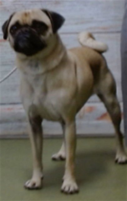 PARSNIP - Pug available for adoption
