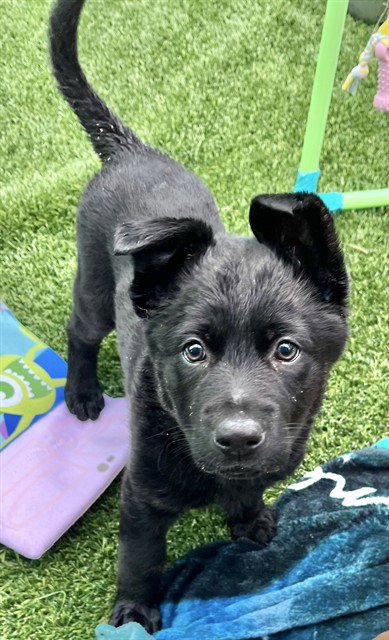 LEONA - German Shepherd Dog available for adoption