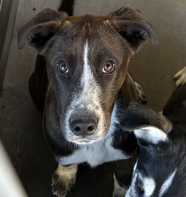 COCO - Pit Bull Terrier / Labrador Retriever available for adoption