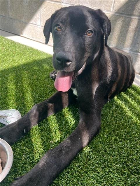 MIGUEL - Labrador Retriever available for adoption