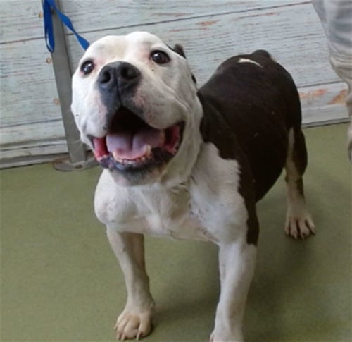 MED WAIVER MACK - Pit Bull Terrier / Bulldog available for adoption