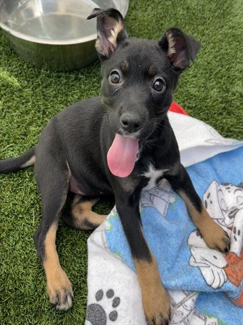 CHAMOMILE - Pit Bull Terrier available for adoption