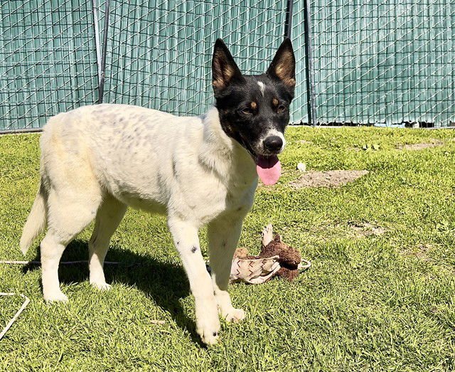 OLIVIA - Australian Cattle Dog/Blue Heeler available for adoption