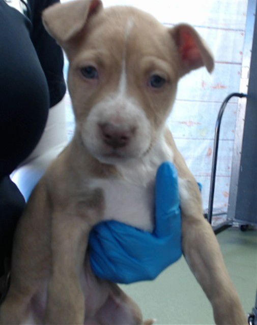 CADBURY - Pit Bull Terrier available for adoption