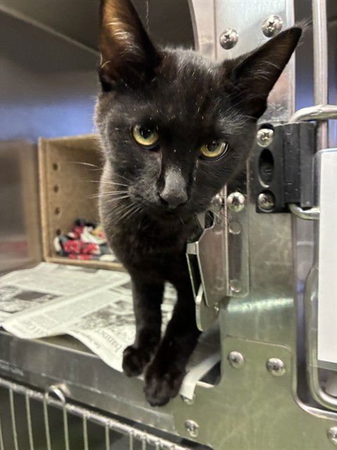 SABLE - Domestic Short Hair available for adoption