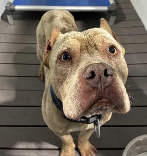 MED WAIVER BISSELL - Pit Bull Terrier available for adoption