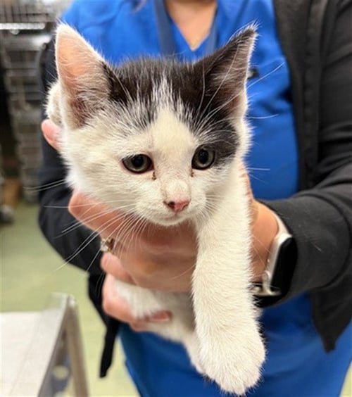 BOBA - Domestic Short Hair available for adoption