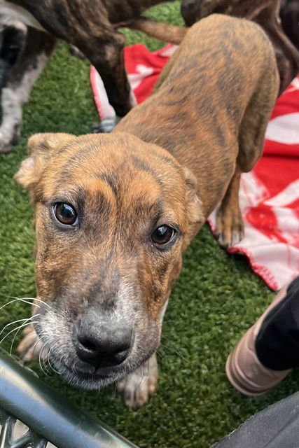 ASHLEY - Labrador Retriever available for adoption