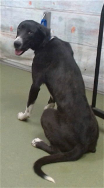 MED WAIVER JESSIE LEE - Great Dane available for adoption