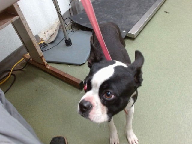 MED WAIVER JINU - Boston Terrier available for adoption