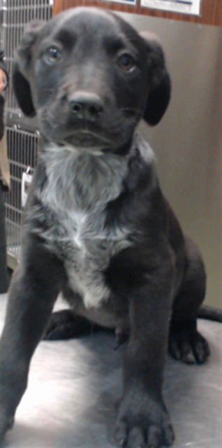 KIA - Pit Bull Terrier / Australian Cattle Dog/Blue Heeler available for adoption