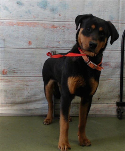 CASTOR - Rottweiler available for adoption