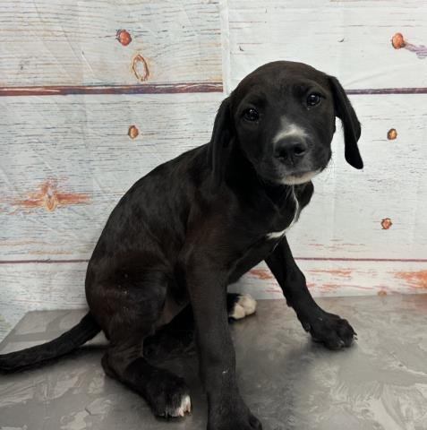 MED WAIVER DOLLY - Labrador Retriever available for adoption
