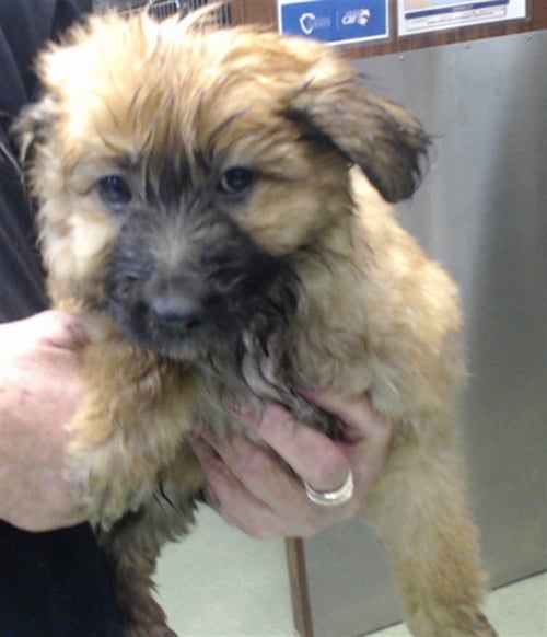 BONNIE - German Shepherd Dog available for adoption