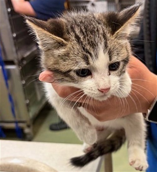 ENOCH - Domestic Short Hair available for adoption