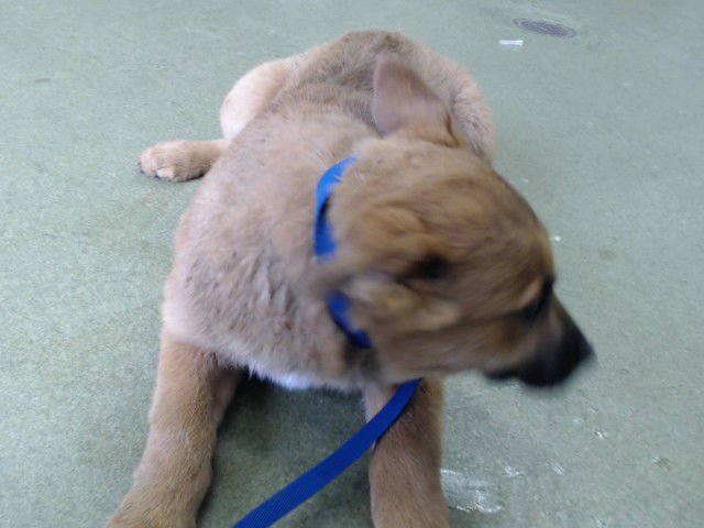 CABLE - German Shepherd Dog available for adoption