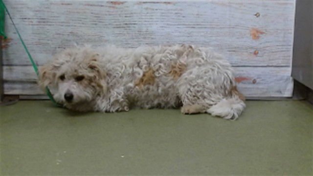 MARCIANO - Poodle (Standard) available for adoption