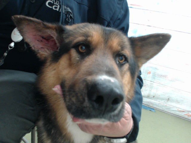 MED WAIVER MONET - German Shepherd Dog available for adoption