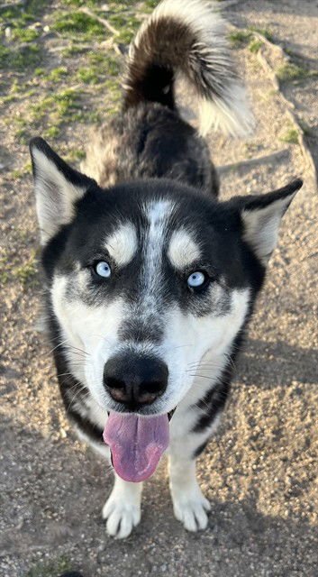 MARS - Alaskan Malamute available for adoption