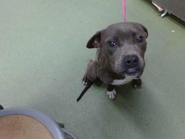 SANDY - Pit Bull Terrier available for adoption