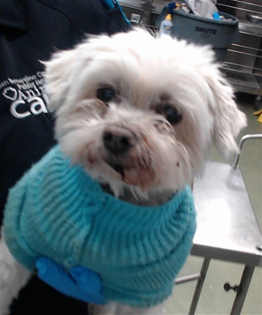 CLEO - Maltese available for adoption