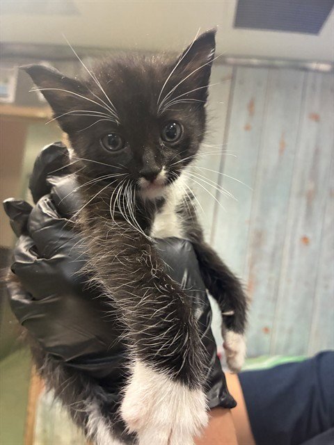 BLISS - Domestic Short Hair available for adoption