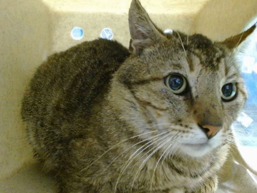 MED WAIVER HEATH - Domestic Short Hair available for adoption
