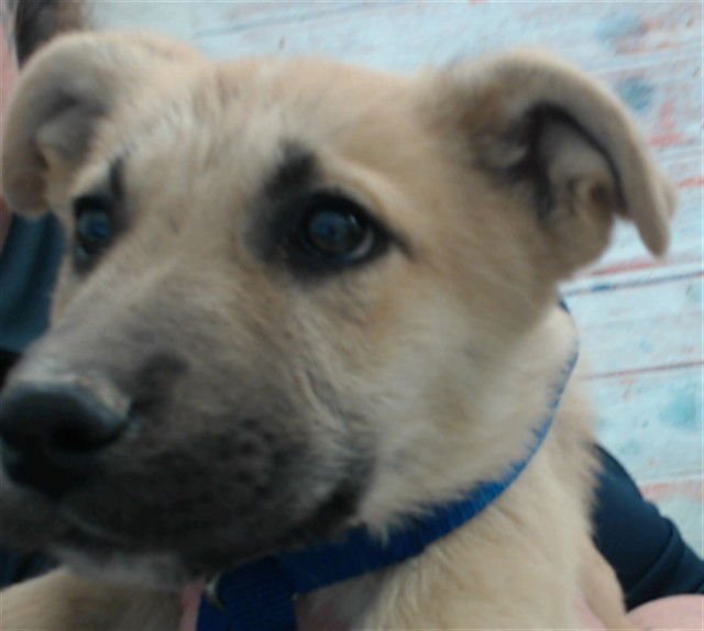 MONROE - German Shepherd Dog available for adoption