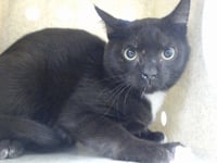 MED ADOPT FERNANDO - Photo 1