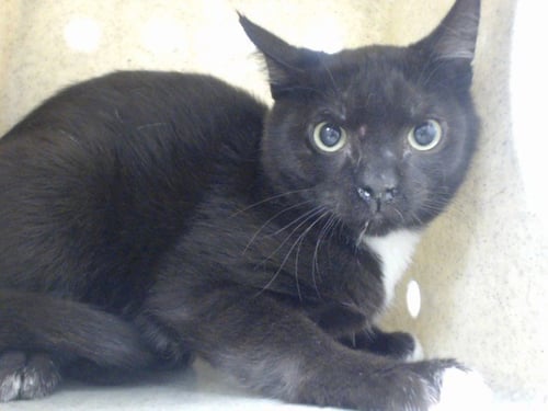 MED ADOPT FERNANDO