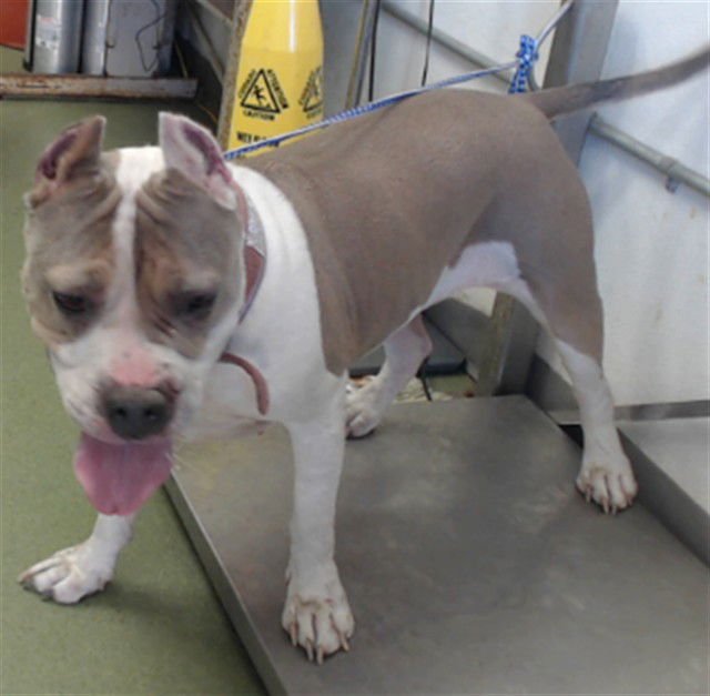 MED WAIVER HOPE - Pit Bull Terrier available for adoption