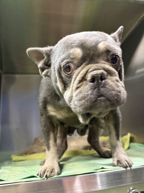MED WAIVER NUGGET - French Bulldog available for adoption