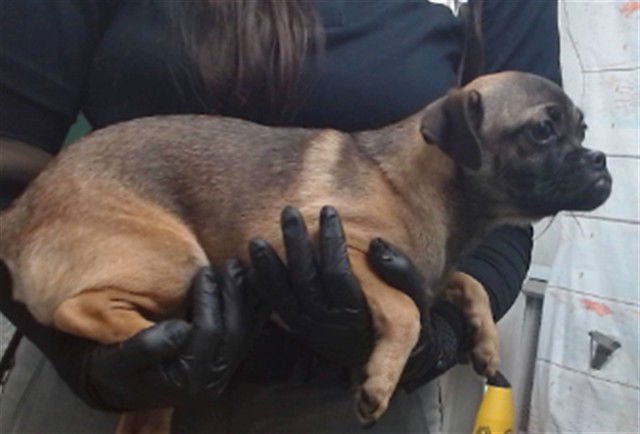 JOE - Pug available for adoption