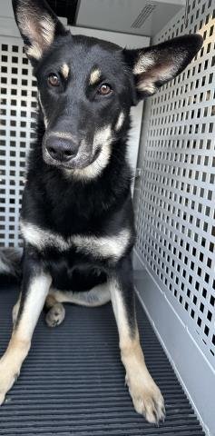 SUNNY - German Shepherd Dog available for adoption