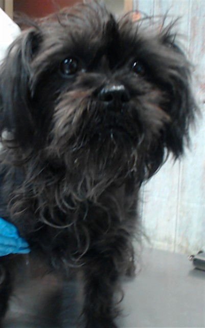 MARVA - Terrier available for adoption