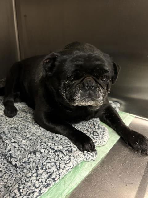 MED WAIVER COOKIE - Pug available for adoption