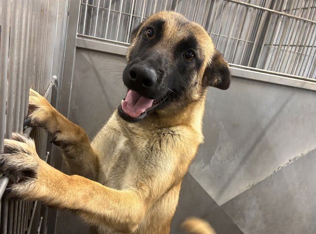 MARSHA - Belgian Shepherd Malinois available for adoption