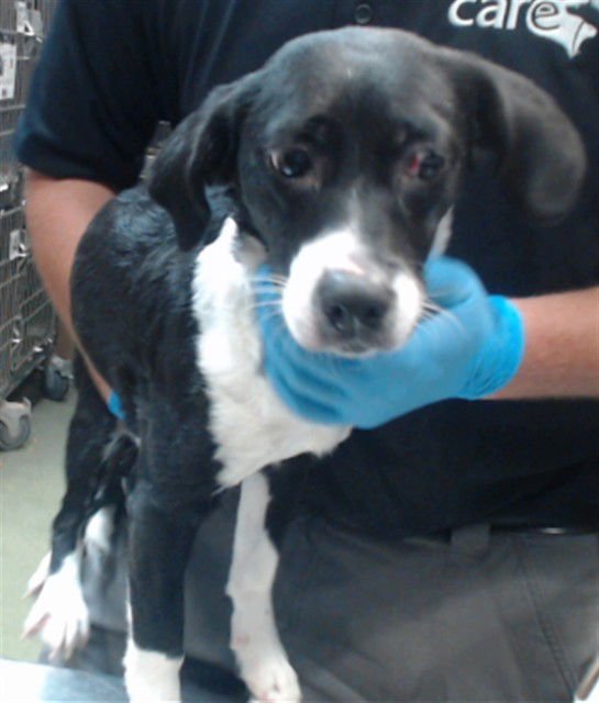 IVY - Chihuahua available for adoption