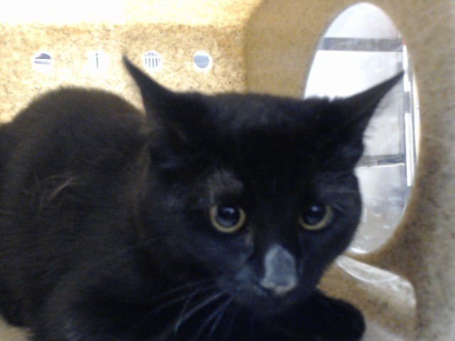 SPICY - Domestic Short Hair available for adoption