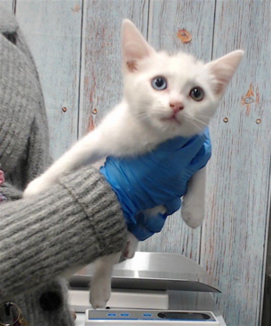 MOANA - Domestic Short Hair available for adoption