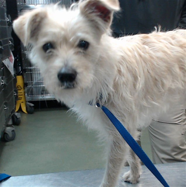 BIG - Terrier available for adoption