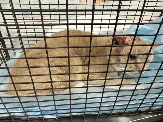 MED WAIVER HOBBES - Domestic Short Hair available for adoption