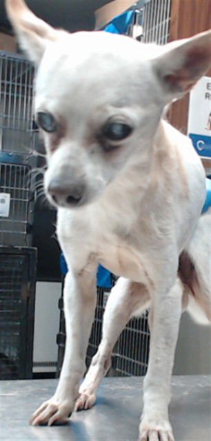MED WAIVER BOO - Chihuahua available for adoption