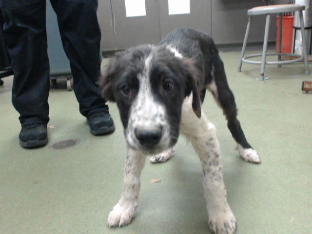 MORDEN - Labrador Retriever available for adoption