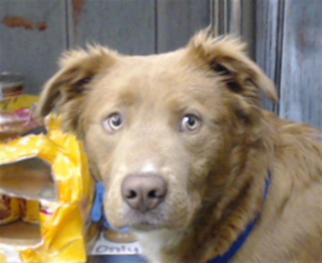 MARVIN - Labrador Retriever available for adoption